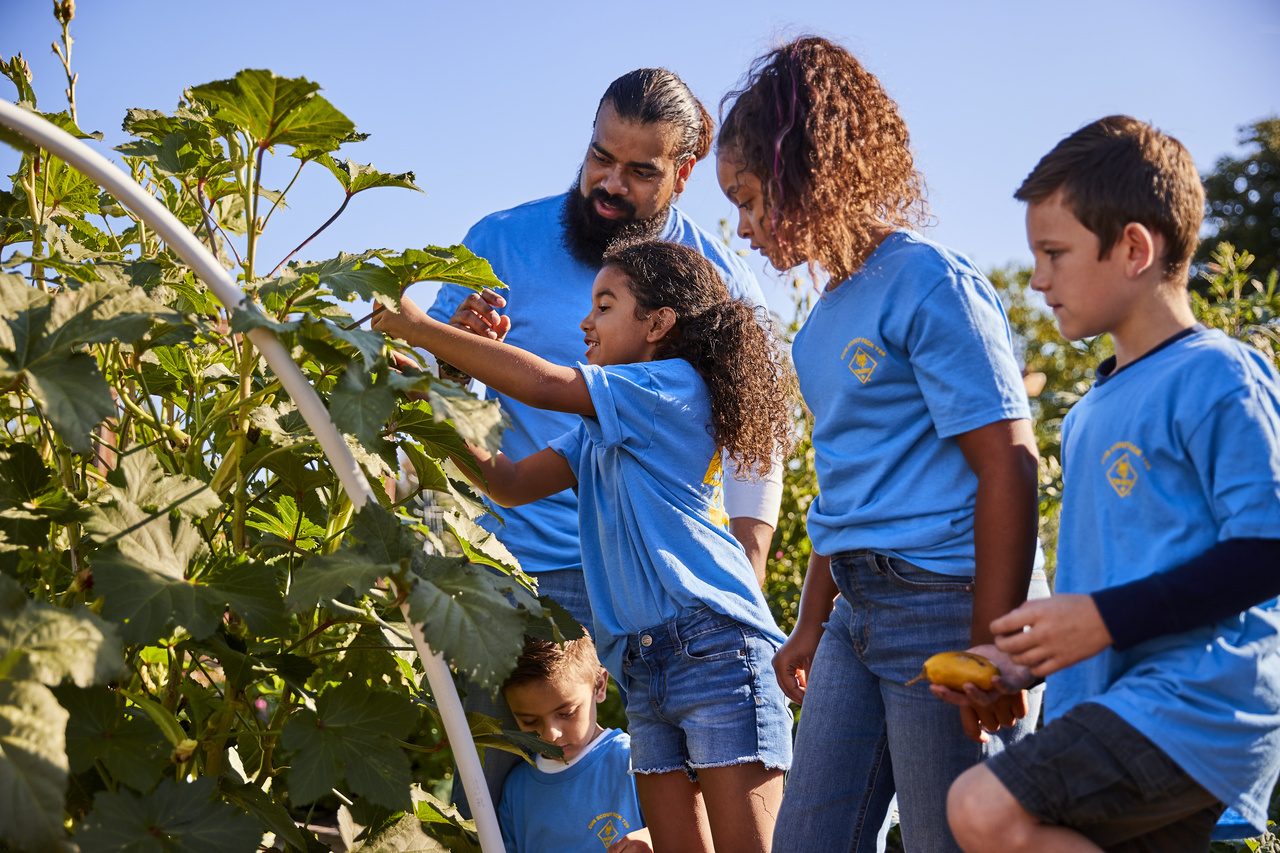 Planting a row of starts.